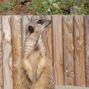 Meerkat