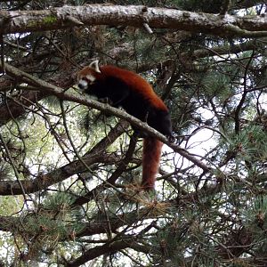 Red panda