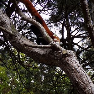 Red panda