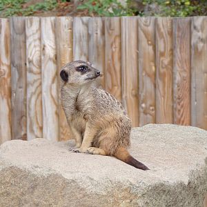 Meerkat