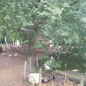 Chilean flamingo exhibit, 2022-09-14