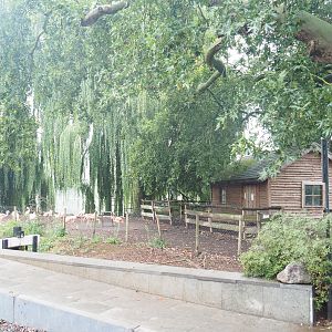 Chilean flamingo exhibit, 2022-09-14