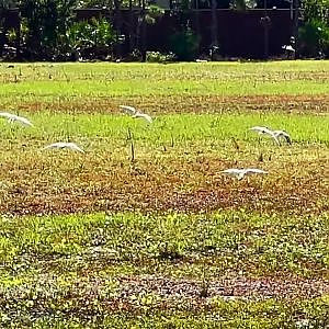 Killdeer Live In Fear - YouTube