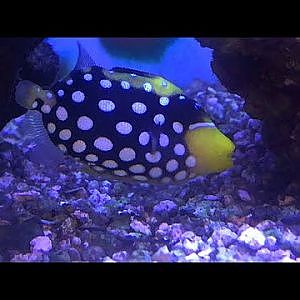 Petco Tour - YouTube