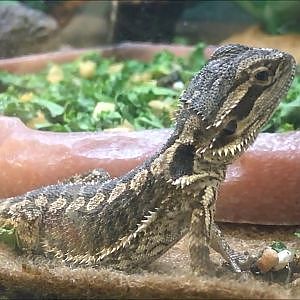 Petco Reptiles - YouTube