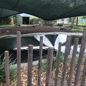 Malayan Tapir enclosure