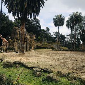Giraffe and Zebra enclosure