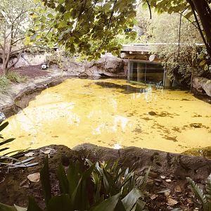 First Pygmy Hippo enclosure - above view