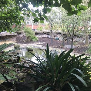 First Pygmy Hippo enclosure - land portion