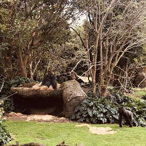 Otana and Kanzi - gorillas