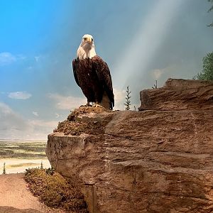 Bald Eagle - Interior Alaska Diorama