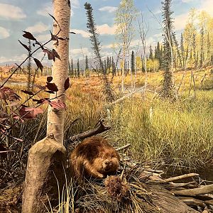 American Beaver - Interior Alaska Diorama