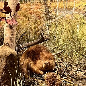 American Beaver - Interior Alaska Diorama