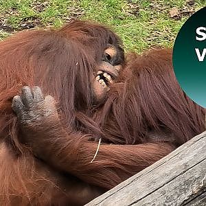 Orangutan Sprout Placing A Blanket For Mum