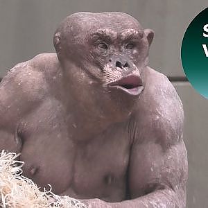 Agitation In The Hairless Chimp Group