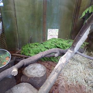 African aviary indoors
