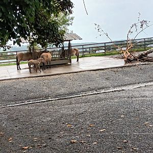 First Przewalskis Wild Horse Enclosure