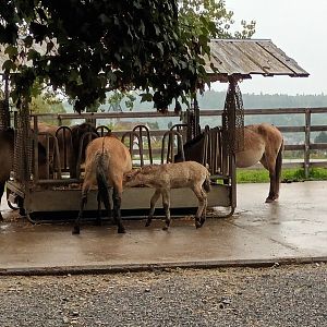 Przewalskis Wild Horses with Foal