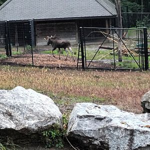 Male european Moose and Moose separation Enclosure