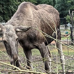 Female european Moose