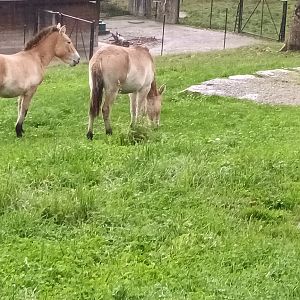Przewalskis Wild Horses