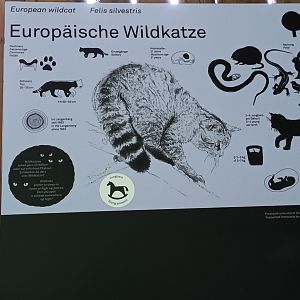 Signage European Wild Cat
