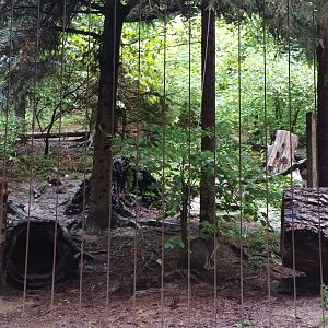 European Wild Cat Enclosure