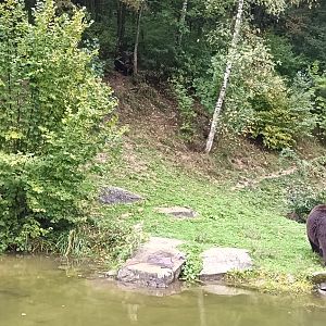 European brown Bear Enclosure