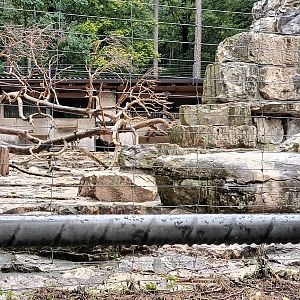 First Part of Alpine Ibex Enclosure