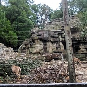 Second Part of Alpine Ibex Enclosure