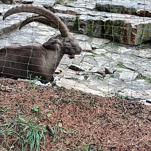Male Alpine Ibex