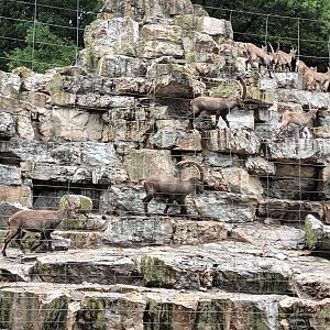 Alpine Ibex Herd