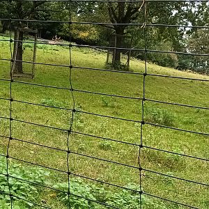 European fallow Deer Enclosure