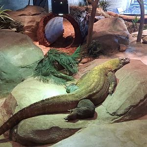 Akron Zoo Oct. 2022- Komodo Dragon