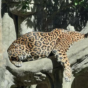 Akron Zoo Oct. 2022- Jaguar