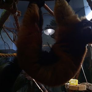 Akron Zoo Oct 2022- Red Lemur
