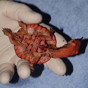 Orinoco mata-mata (Chelus orinocensis)