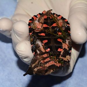 Amazon mata-mata (Chelus fimbriata)