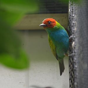 Guianan bay-headed tanager (Tangara gyrola gyrola)