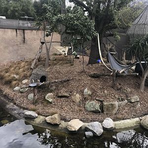 Black and White Ruffed Lemur enclosure