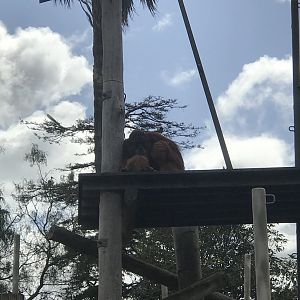 Malu sitting on his platform