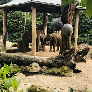 Luk Chai and Man Jai - Asian Elephants