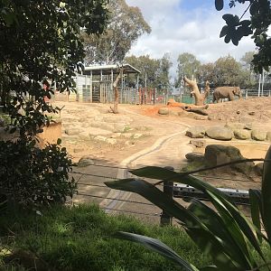Cow Asian Elephant enclosure