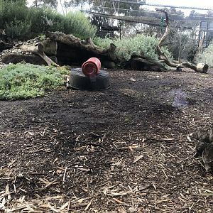 Second Snow Leopard enclosure