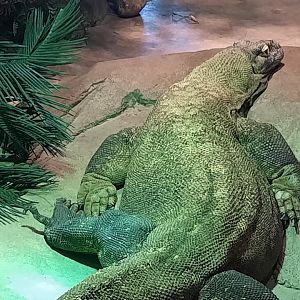 Akron Zoo Oct 2022 - Komodo Dragon Close Up