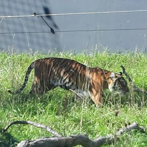 Akron Zoo Oct 2022 - Sumatran Tiger
