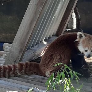 Akron Zoo, Oct. 2022 - Red Panda