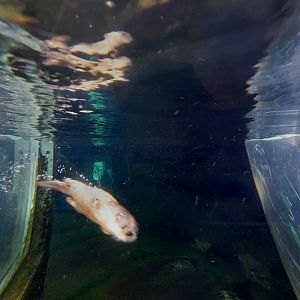 Akron Zoo ,Oct 2022- River Otter