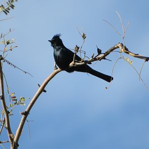 Phainopepla