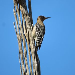 Gila Woodpecker